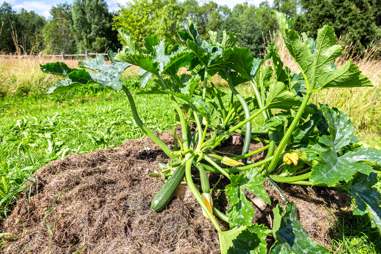 Sun And Soil Requirements For Growing Summer Squash Food Gardening