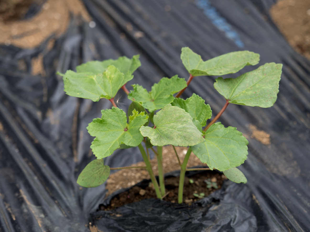 Where To Grow Okra Food Gardening Network