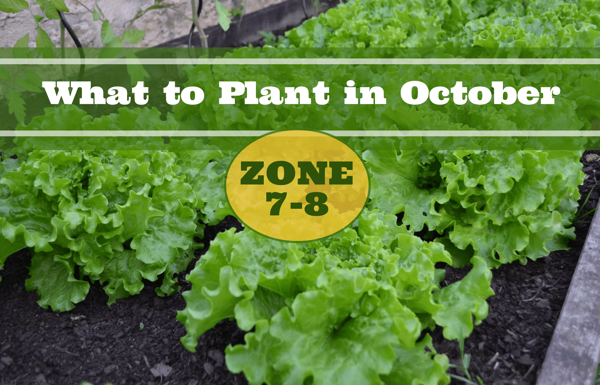 What To Plant In October In USDA Zones 7 8 Food Gardening Network