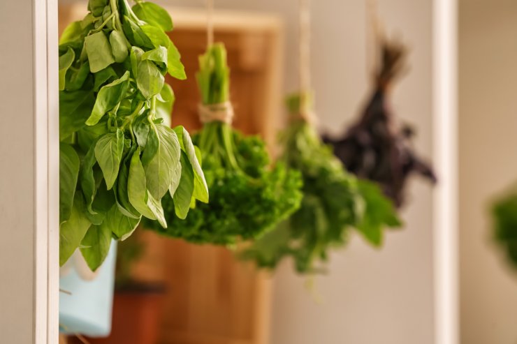 Fresh basil hanging on string