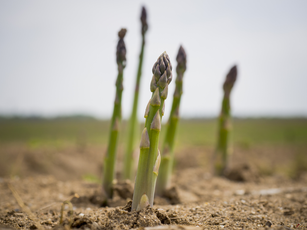 asparagus growing