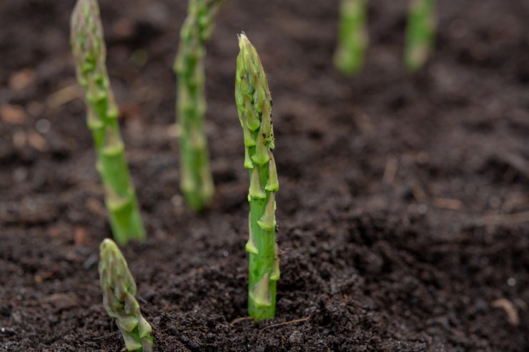 asparagus Edible perennial