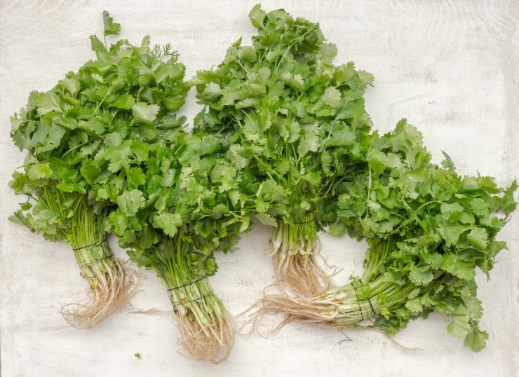 cilantro