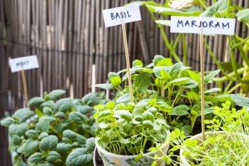 Antimicrobial Herbs You Can Grow at Home
