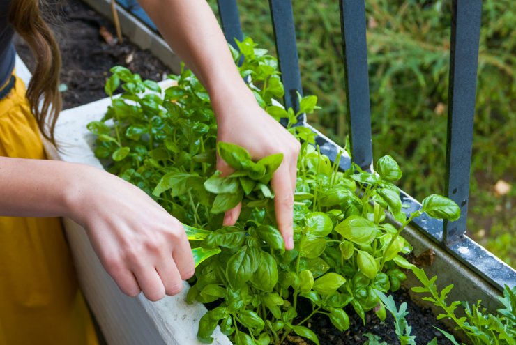 How to Store Fresh-Cut Basil Leaves