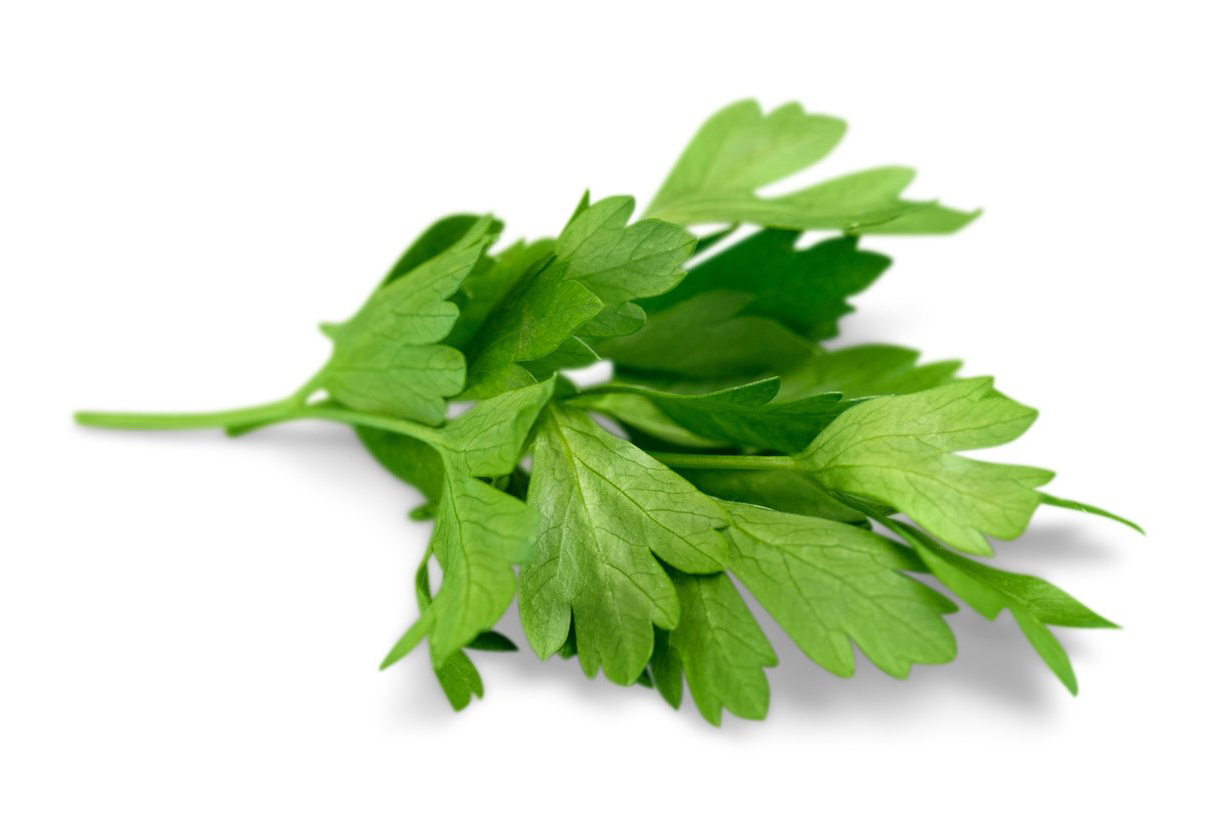 FlatLeaf Parsley Food Gardening Network