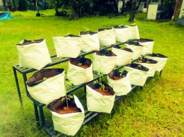 Pros and Cons of Fabric Grow Bags for Vegetables
