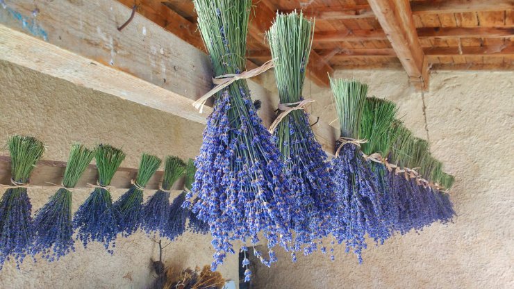 hanging lavender