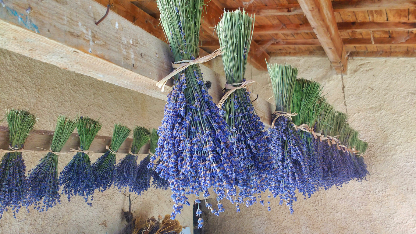 Lavender How to Dry It Three Easy Ways Food Gardening Network