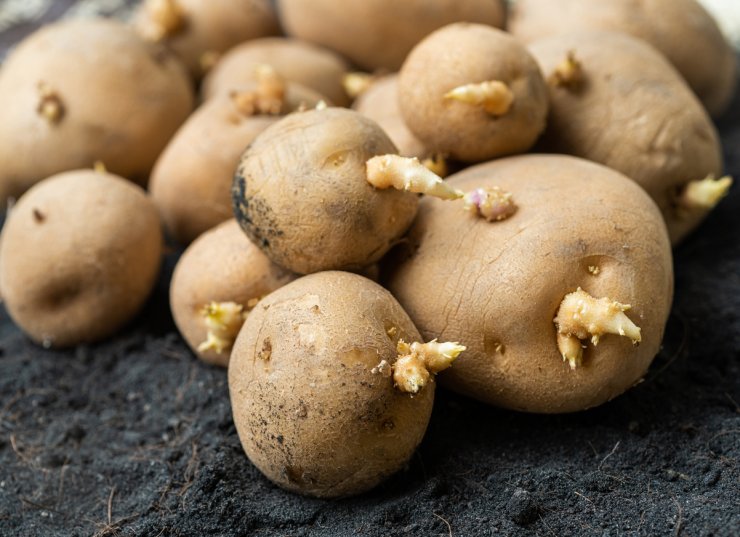Potatoes growing roots