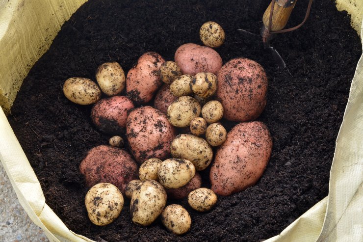 Image of vegetables in a fabric grow bag