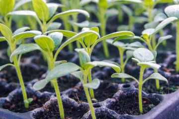 The Easiest Vegetables to Grow from Seeds