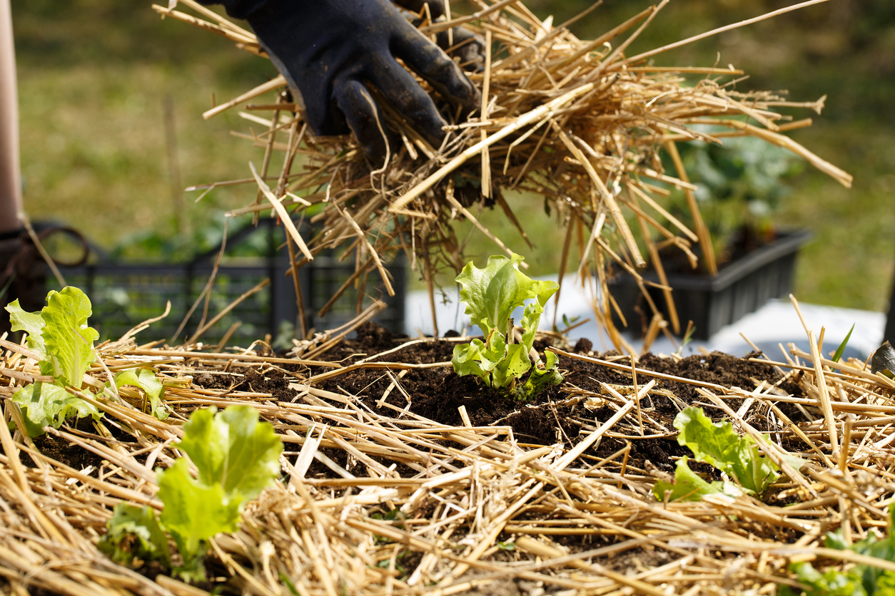 Ideas For Mulching A Vegetable Garden That Actually Work Food Gardening Network