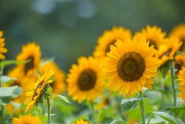 Sunflower Companion Plants for a Vegetable Garden
