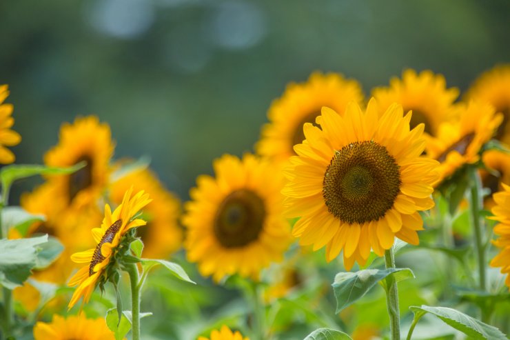 sunflower companion plants