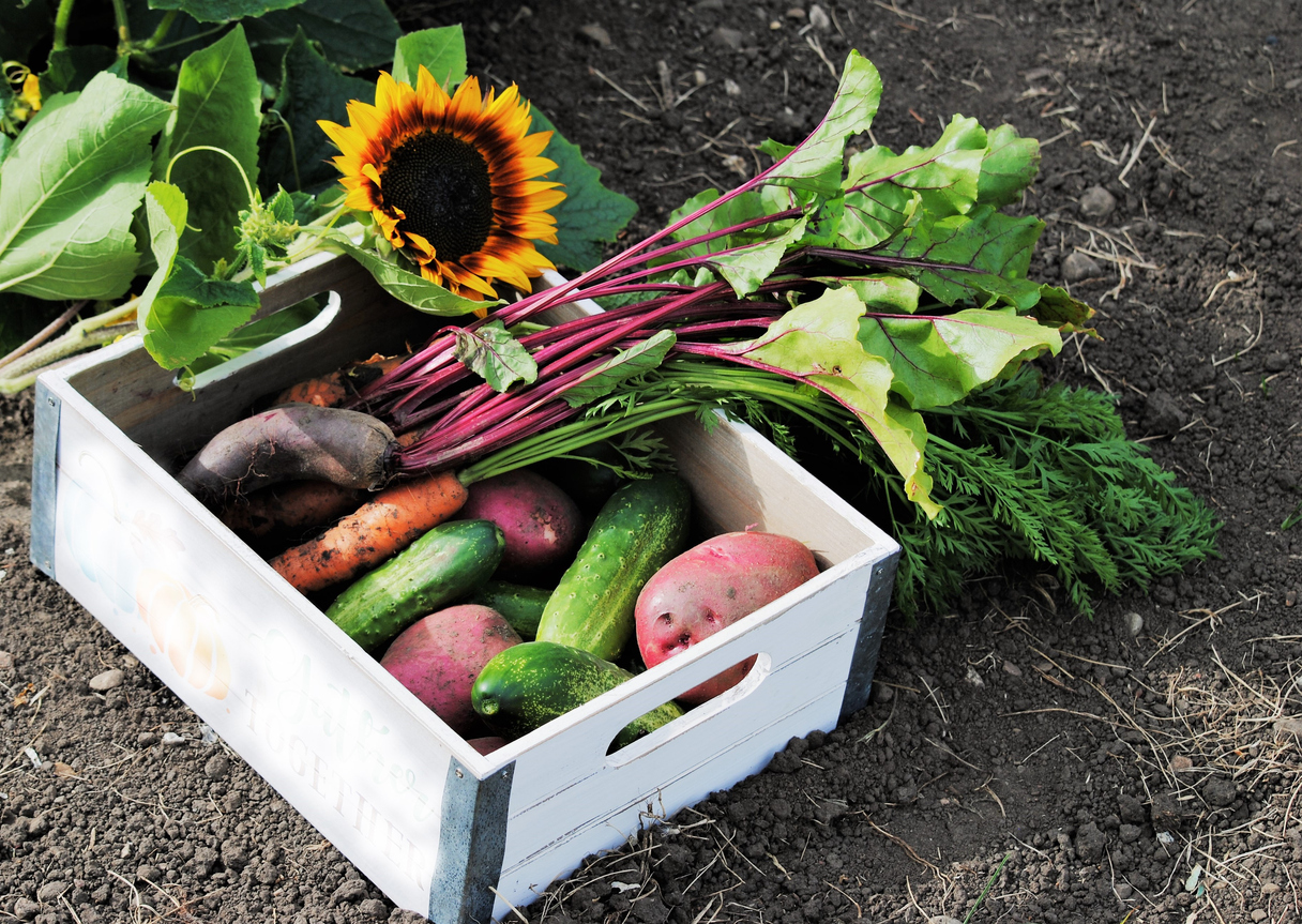 Sunflower Companion Plants for a Vegetable Garden Food Gardening Network