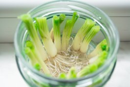 Regrowing Green Onions, Carrot Greens and Celery in Water