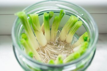 Easy Ways to Start Growing Vegetables from Scraps