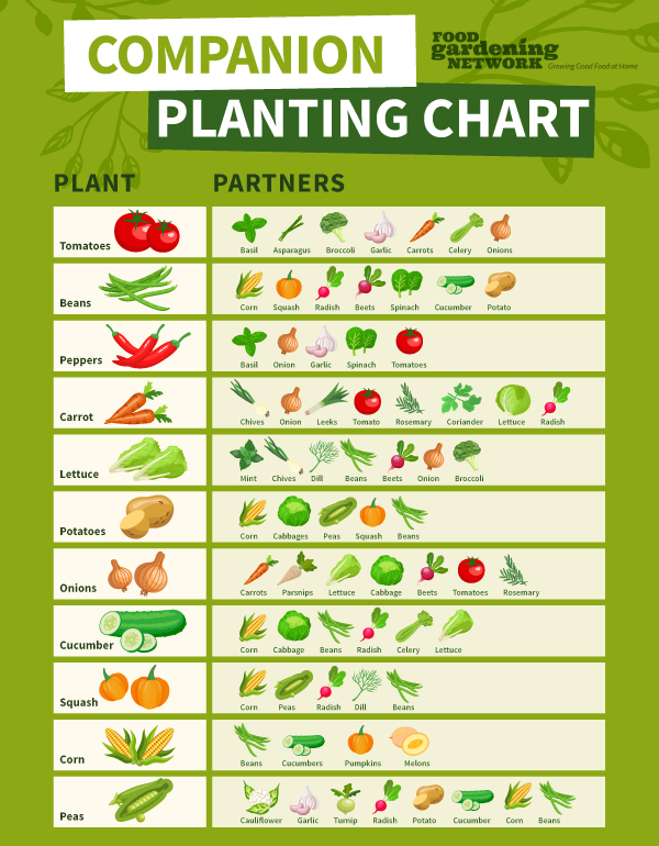 A Printable Companion Planting Chart Food Gardening Network