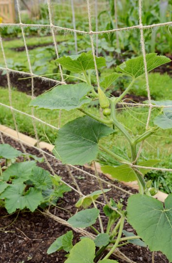 5 Different Types of Vegetable Vines You Can Grow - Food Gardening Network