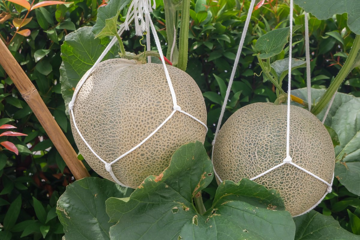 Growing Cantaloupe Vertically at Home - Gardening Network