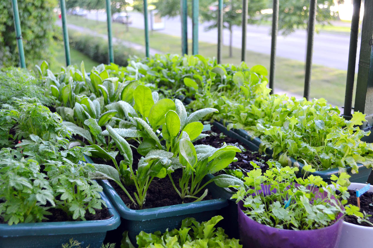 The Easiest Vegetables to Grow on a Balcony - Food Gardening Network