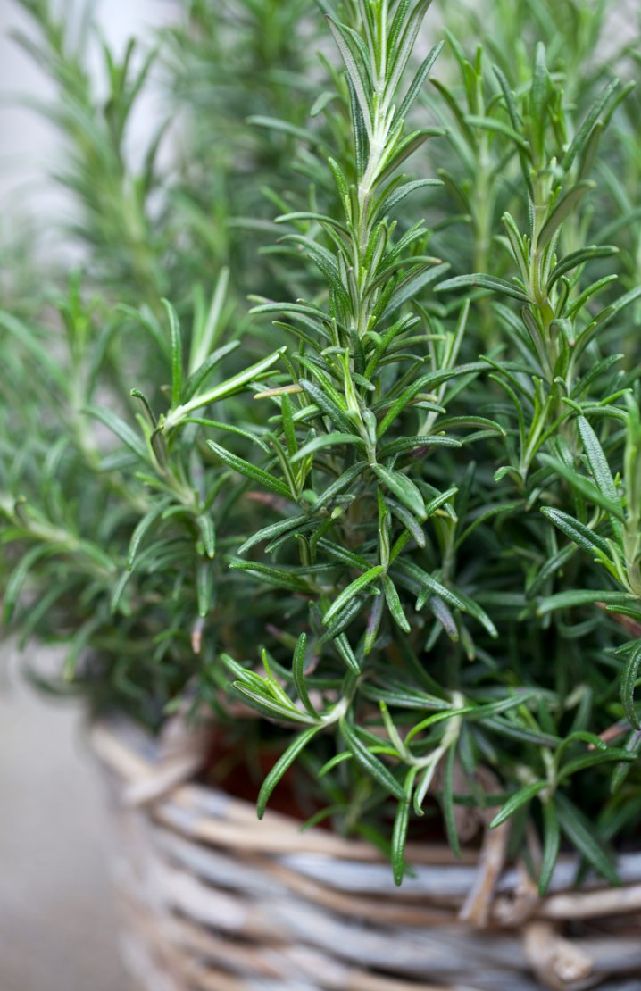 Rosemary in a basket pot