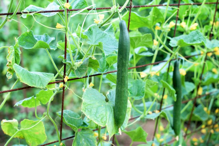 Vertically-grown cucumbers