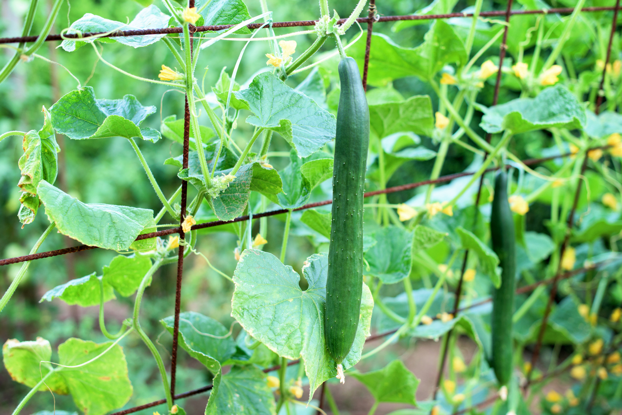 5 Different Types of Vegetable Vines You Can Grow Food Gardening Network