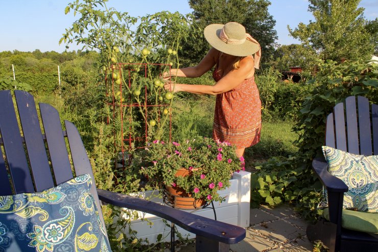 Woman pruning vertically-grown tomatoes