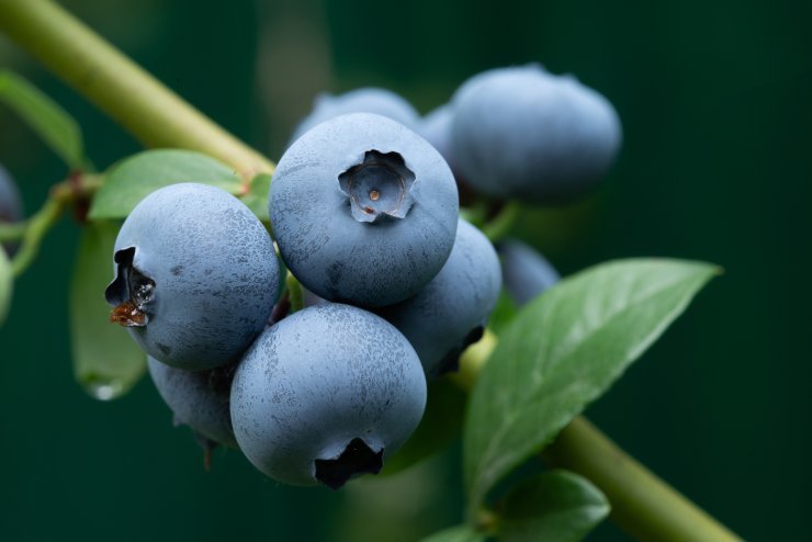 Biloxi blueberries