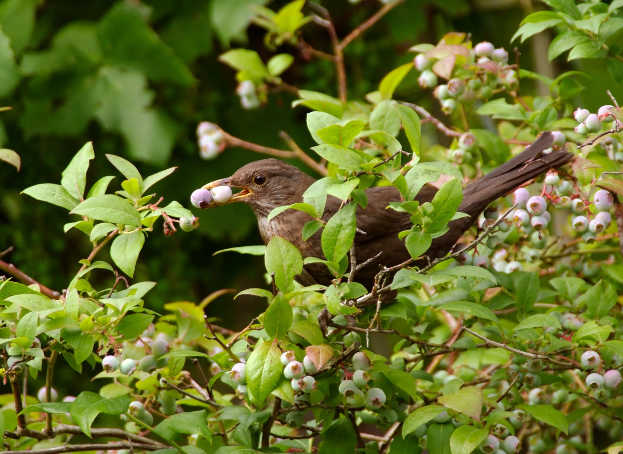 Harvesting Your Blueberries Food Gardening Network