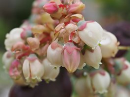 Pollinating Blueberry Plants