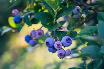 Bluecrop blueberries