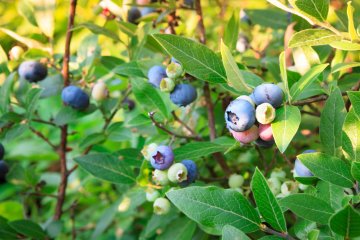 Blueray blueberries