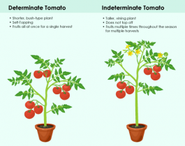 Classifications of Tomato Plants: Determinate vs. Indeterminate