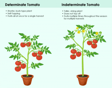are cherry tomato plants determinate or indeterminate