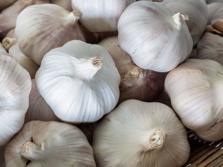 Garlic