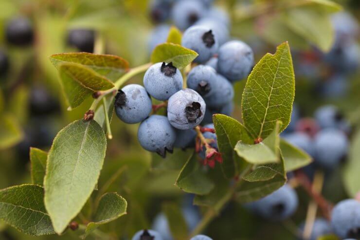 Half-High Blueberries