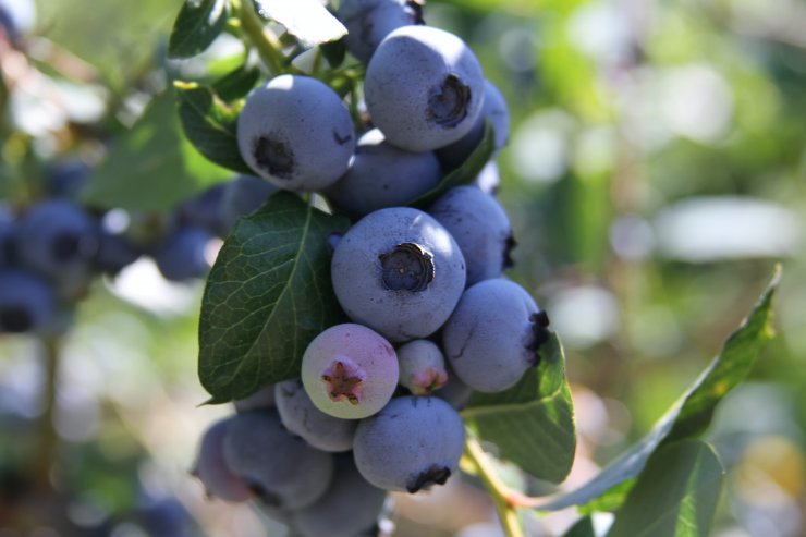 Legacy blueberries