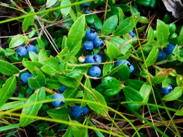 Lowbush Blueberries (Vaccinium angustifolium)