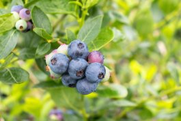 Northern Highbush Blueberries (Vaccinium corymbosum)