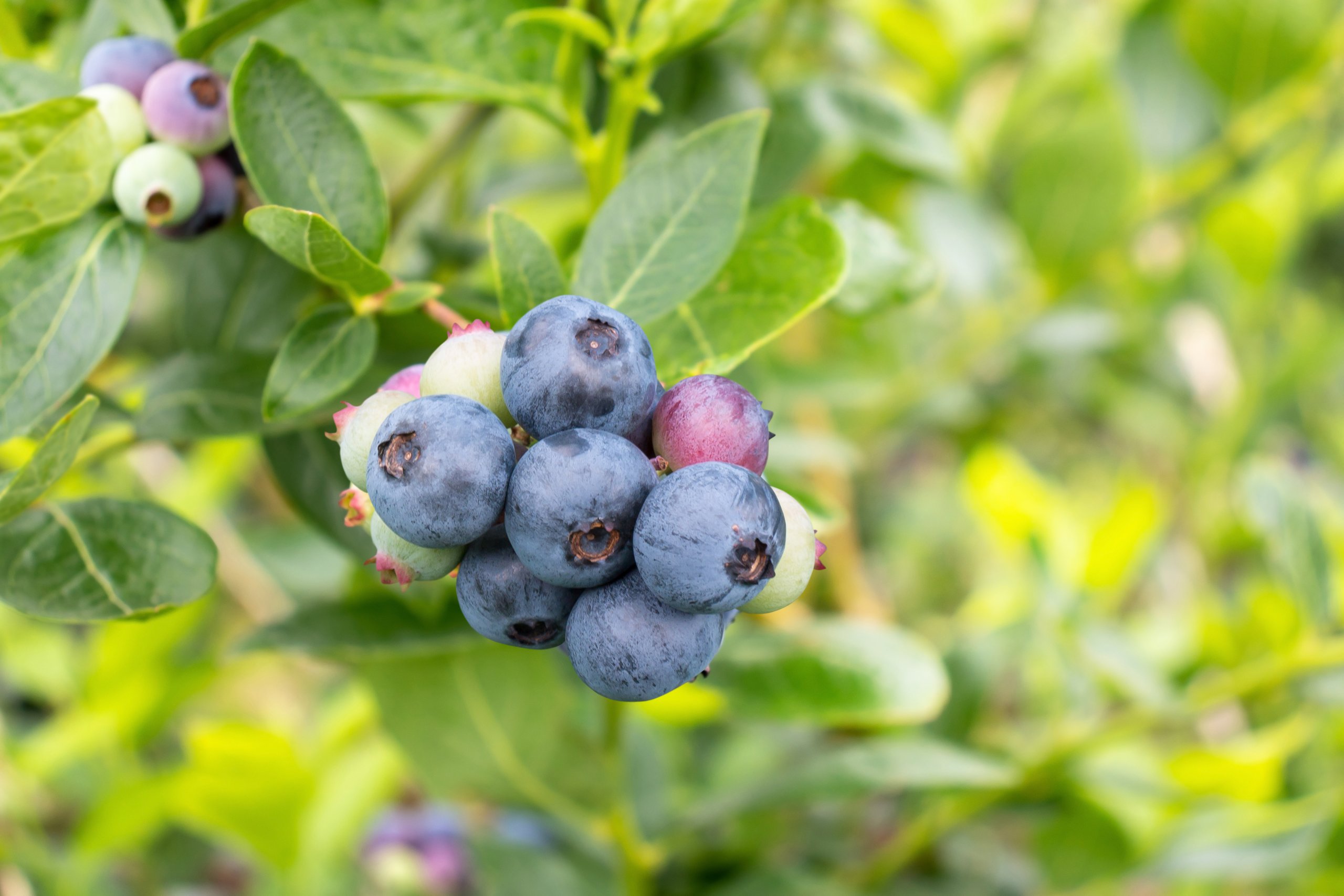 Northern Highbush Blueberries (Vaccinium corymbosum) Food Gardening