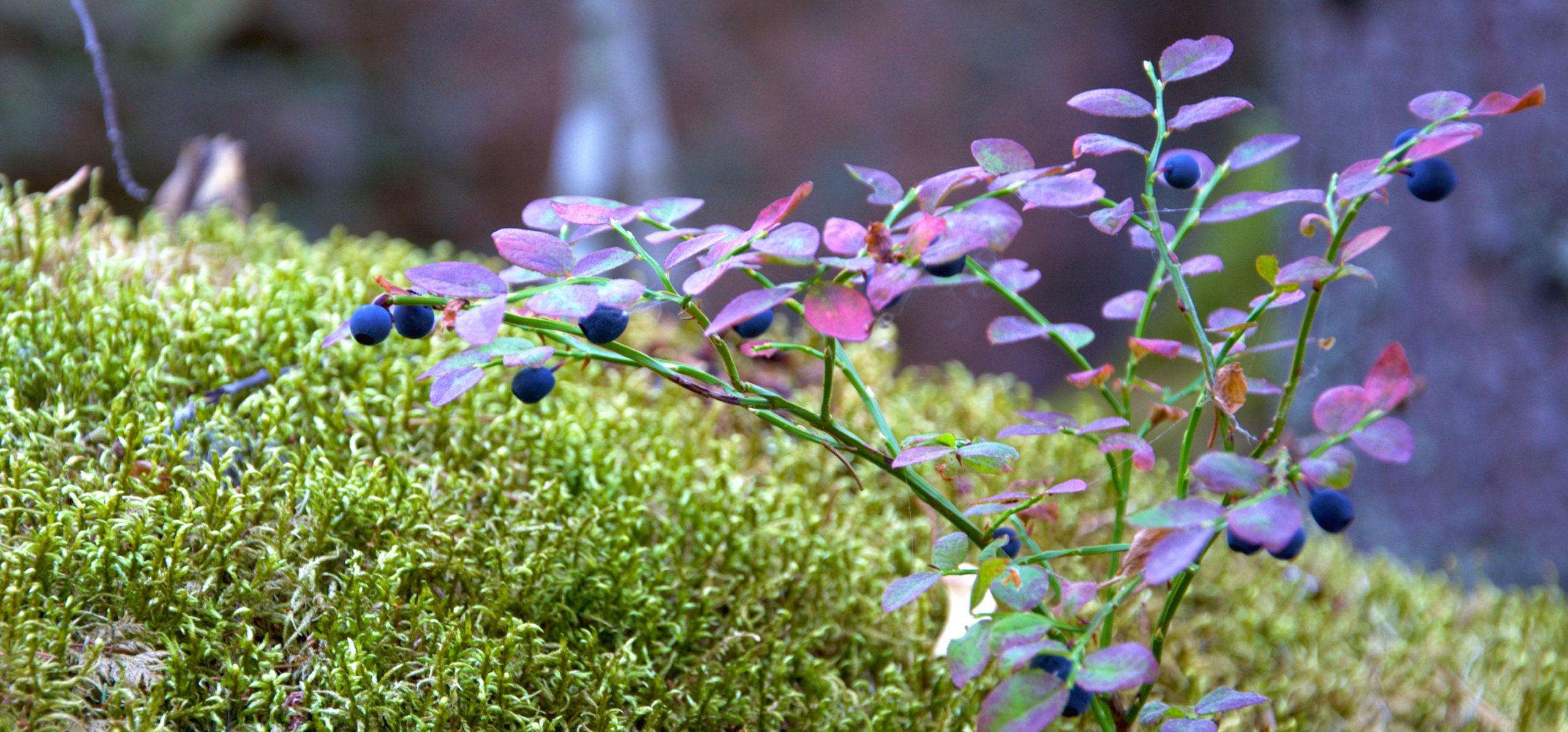 Pink Icing Blueberry Food Gardening Network