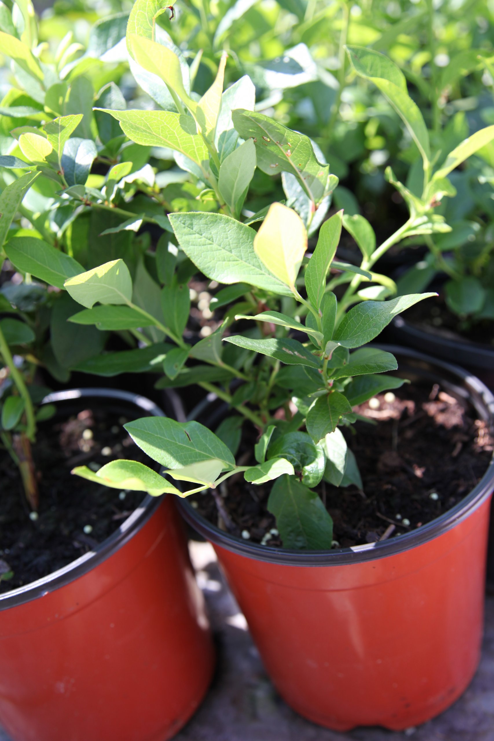 Preparing Your Soil and Getting Ready to Plant Blueberries - Food