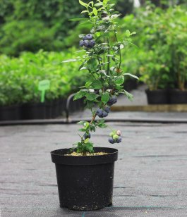 Growing Blueberries in Containers or Pots