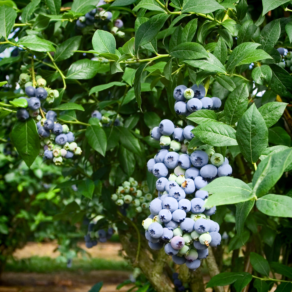 Powder Blue Blueberry - Food Gardening Network