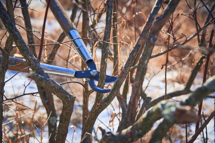 Pruning a blueberry bush