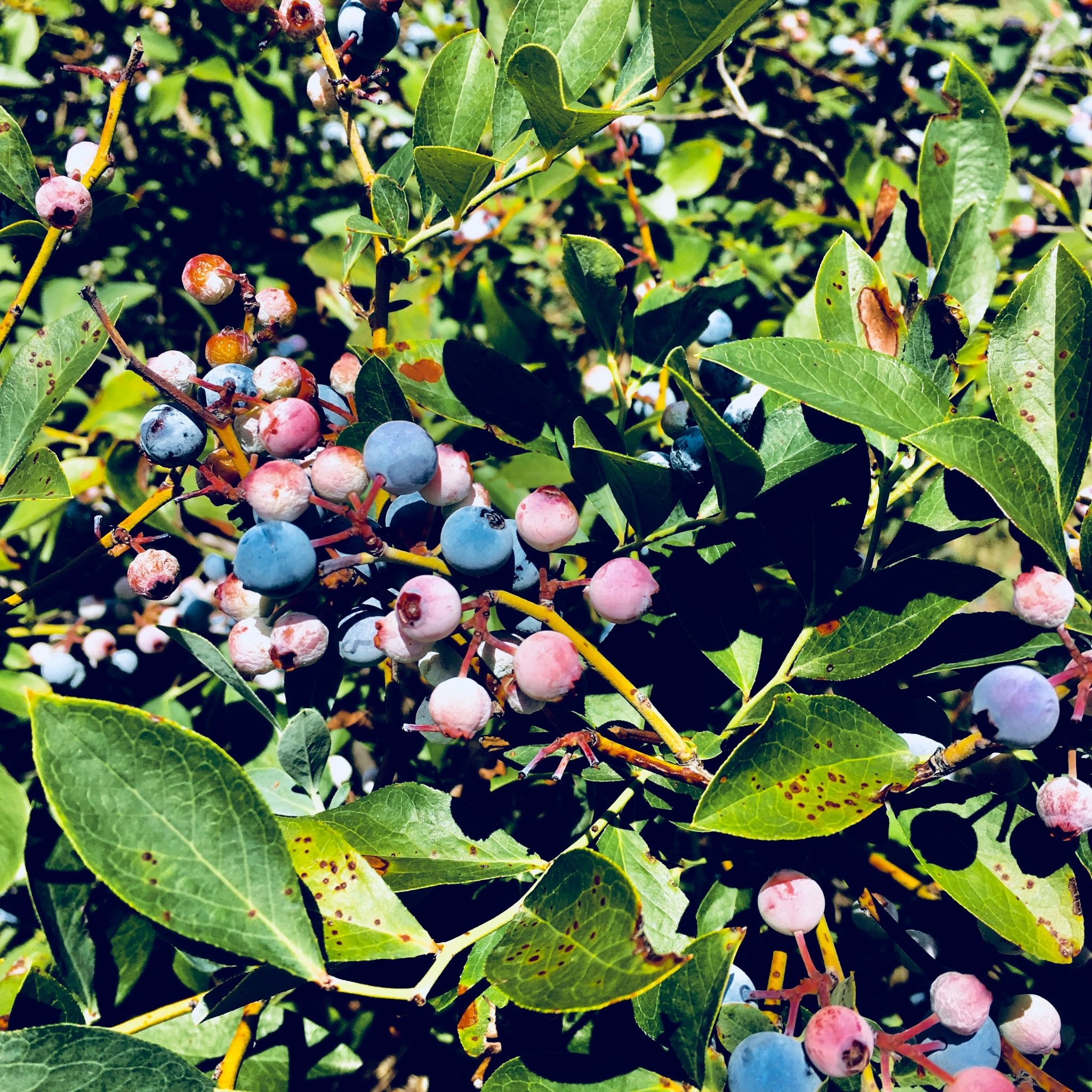 Introduction to Blueberries Food Gardening Network