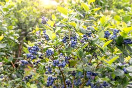 Southern Highbush Blueberries (Vaccinium corymbosum “Darrow”)